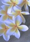 Plumeria Photo